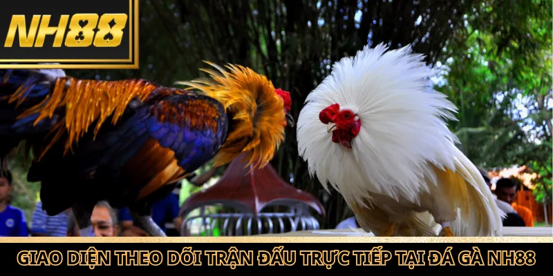 Giao diện theo dõi trận đấu trực tiếp tại Đá gà NH88
