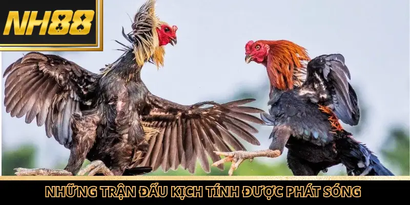 Những trận đấu kịch tính được phát sóng tại chuyên mục Đá gà tại NH88