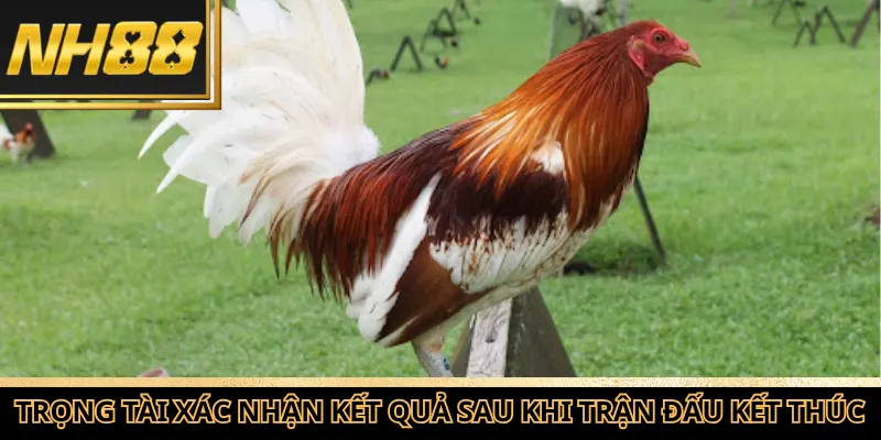 Trọng tài xác nhận kết quả sau khi trận đấu kết thúc